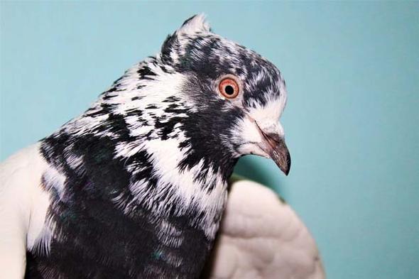 Trkiye&#8217;de en uzun sre havada kalma zeliine sahip Van gvercinlerini besleyen ve toplu olarak alm-satm yapan 60 yandaki Eyp Demirel, ocukluundan bu yana balad gvercin hobisini 50 yllk bir tutkuyla srdryor. pekyolu ilesindeki i yerinin bodrum katnda kular iin zel bir kmes yapan Demirel, burada besledii hayvanlara yllk 10 ile 15 bin lira arasnda harcamayla bakm yapyor.