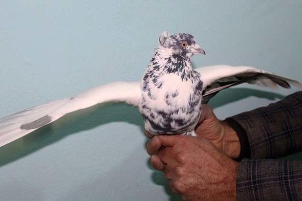 &#8220;KMESMDE 100 BN LRALIK KU VAR"    Kmesindeki kularn toplam 100 bin TL deerinde olduuna dikkat eken Demirel, szlerini yle srdrd: &#8220;Bu kular ift ift sattmz zaman 3 ile 10 bin TL aras fiyatlar deiiyor. Kularmz kark yemlerle besliyoruz. Dar, msr, buday ve arpa gibi yem eitleri veriyoruz. Her yl kularmza 10 ile 15 bin lira masraf yapyoruz&#8221; Van&#8217;daki gvercin merakllarna arda bulunan Demirel, Van gvercinin fiyat deerini drmemelerini istedi.