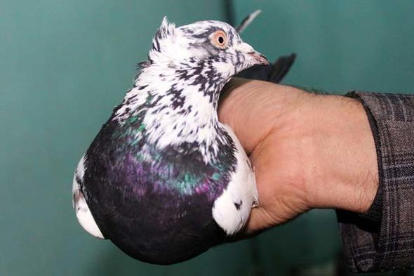 "KULARI GARANTL SATIYORUZ"    Gvercinleri garantili sattklarn ve umadklar takdirde geri aldklarn dile getiren Demirel, &#8220;Her yl festivaller dzenliyoruz. Festivalde dzenlediimiz yarma gerei, saat 09.00&#8217;da uurduumuz bir kuun saat 17.00&#8217;de gelmesi makbuldr. Bu saat ne kadar uzarsa o kuun deeri o kadar ykselir. Dier taraftan festivaller erevesinde gvercin gzellik ve takla yarmalarmz da oluyor. Festivallerimiz evre il ve ilelerden youn ilgi gryor&#8221; diye konutu.