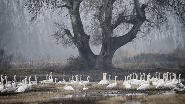 Trkiye&#8217;nin en nemli alanlarndan birisi olan Gala Gl Milli Park, ierisinde barndrd yzlerce ku tr ile nemini korurken bu trlere k aylarnn gelmesiyle birlikte nadiratlar da eklenmeye balad.