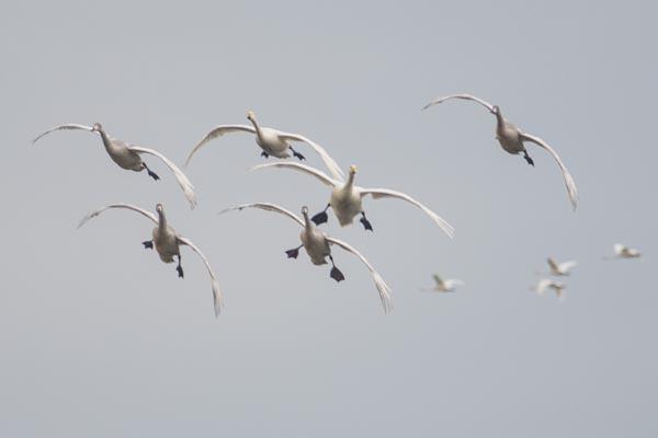 Getiimiz yllarda Alman bir grup aratrmac, yurtdndan verici taktklar kk kuular gzlemlemek iin Edirne&#8217;ye gelmi ve yaam alanlarn inceleyerek bu kularn bu kadar youn bir ekilde Trkiye&#8217;yi seme sebeplerini aratrmlard.