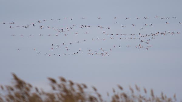 Boylar 1 buuk metreyi geen ve kanat aklyla 2 metreyi bulan csseleriyle bo eltik tarlalarn bembeyaz hale eviren kuular belgeselleri aratmayan grntler oluturuyor.