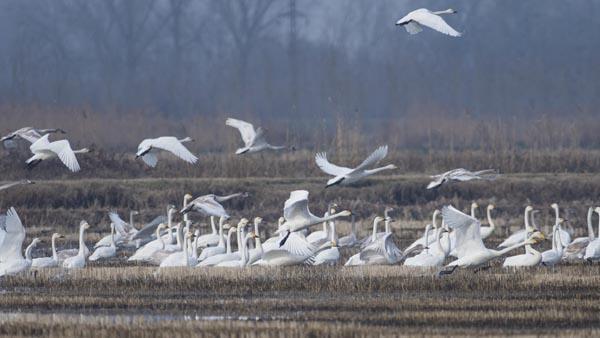 Trkiye&#8217;nin nadir grlen kuu eitlerden birisi olan kk kuular havalarn kuzeyde soumasyla birlikte k geirecekleri Trkiye&#8217;deki yerlerini almaya balad. Bursal doa fotorafs Alper Tyde tarafndan hafta sonu Enez&#8217;de ekilen foto ve grntler ise yabanc belgeselleri aratmyor.