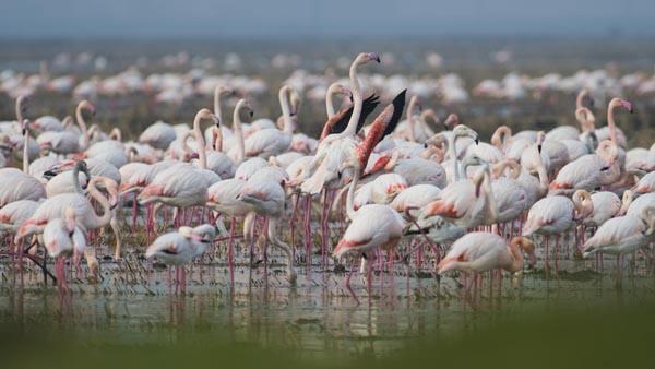 Trkiye&#8217;de yaayan yabani 3 kuu tr yer almakta. Bunlar tc kuu, kk kuu ve sessiz kuu. Bu 3 kuu trnn de bylesine byk saylarda ve ayn anda grlebildii ender yerlerden birisi de Enez.