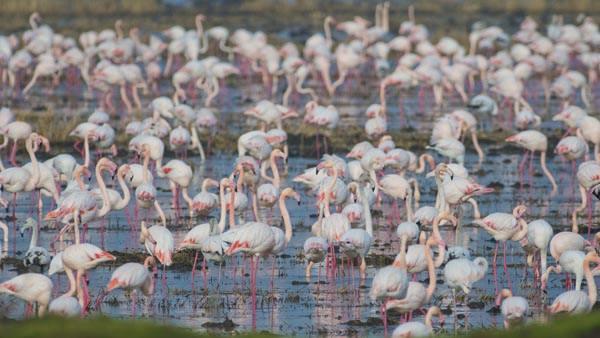 zellikle k aylarn geirmek iin kuzey lkelerinden Trkiye&#8217;ye kadar inen yzlerce kk kuu ve tc kuu bo pirin tarlalarn enlendiriyor. Havalarn soumasyla sevimli konuklarn saylarnn daha da artmas bekleniyor. Bursal doa fotorafs Alper Tyde o kuular hem fotoraflad hem grntledi.