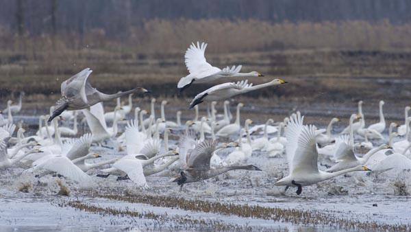 Trkiye&#8217;nin en nemli sulak alanlarndan birisi olan Edirne&#8217;deki Gala Gl Milli Park&#8217;nda hafta sonu ekilen grntler yabanc belgeselleri aratmad.