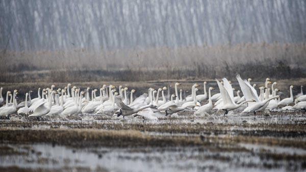 Gala Gl Milli Park ve Meri Deltas Tarm ve Orman Bakanl 1. Blge Mdrl tarafndan koruma altna alnd ve Edirne ube Mdrl ekiplerince denetleniyor.