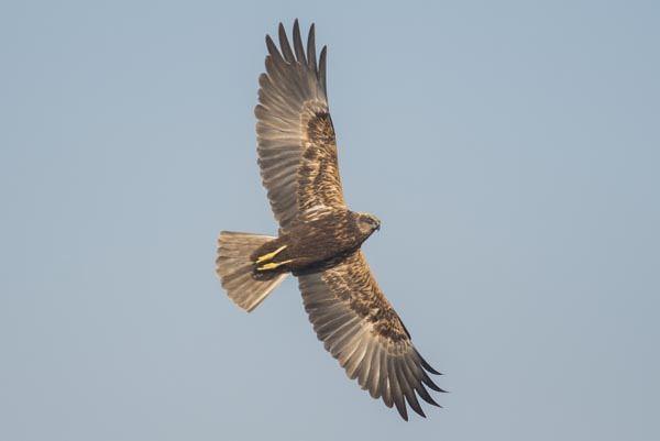 Doa Dernei uzmanlarnca yaplan aklamada, Meri deltasnn kk kuu iin uluslararas lekte nemli bir sulak alan ve nemli ku alan olma zellii tadnn altn izildi. Ayrca dernekten yaplan aklamada, gmen ku nfusunun yzde 3&#8217;nden fazlasnn Edirne&#8217;deki Meri deltasn setii ifade edildi.