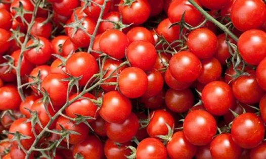 B�t�n domateslerde oldu�u gibi �eride de bulunan likopen adl� antioksidan n�rolojik koruma sa�lar. Zeytinya�� ile t�ketilmesi tavsiye edilir ��nk� ya� likopen emilimini artt�rmaktad�r.�zellikle lif a��s�ndan zengin kabuklar�yla yenildi�inde sindirimi kolayla�t�r�r. Mide ve ba��rsaklar�n d�zenli �al��mas�na yard�mc� olur ve kab�zl��� giderir. �yi bir idrar s�kt�r�c�d�r ve v�cuttaki zararl� maddelerin uzakla�t�r�lmas�na yard�mc� olur. B�brek ta�lar�n�n d���r�lmesine yard�mc� olur.Kan� temizler. Kanseri, �zellikle de prostat kanserini, �nlemede �ok etkilidir. Kalp hastal�klar�na kar�� koruyucudur. Damar sertli�i ve romatizmaya iyi gelir. Ya�lanmay� geciktirir. Cilde tazelik verir.