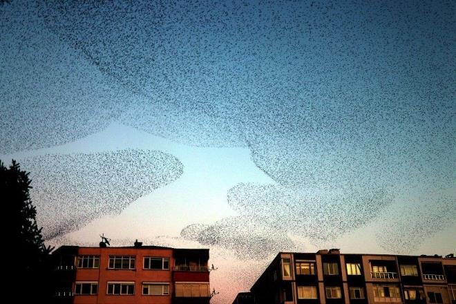 Baz vatandalar, zgrlk ve Demokrasi Meydannda srck kularnn grsel lenini cep telefonlaryla grntledi. Srclerin de aralarn park ederek kular izledii grld.