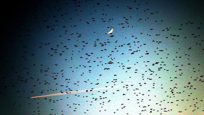 Krklareli kent merkezi zerinde uan binlerce srck kuunun dans edercesine sergiledii hareketler, vatandalarn ilgisini ekti.