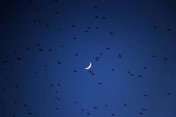 Daha nce byle bir ku topluluuna hi denk gelmediini ifade eden aml, kular cep telefonlaryla da kaydettiklerini dile getirdi.    aml, kularn dansnn kendilerini hayran braktn kaydetti.