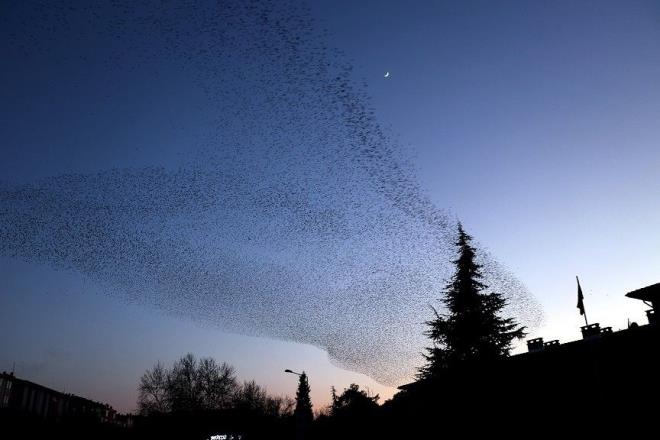 Vatandalardan Berkay aml, AA muhabirine yapt aklamada, kular ilgiyle izlediklerini syledi.