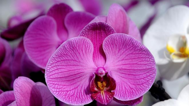 "Suudi Arabistan`a 200 bin orkide ihra ettik."     Tutekin, Sevgililer Gn ncesinde gelen taleple oluan younluu atlattklarn ifade ederek, " piyasaya haftalardr iek veriyoruz. Suudi Arabistan`a Sevgililer Gn ncesinde 200 bin orkide ihra ettik. Yurt dna almmz srecek. Gelecek yl hedefimiz Hollanda`ya orkide gndermek. retimimizin yzde 40`n farkl lkelere ihra etmeyi hedefliyoruz." dedi.