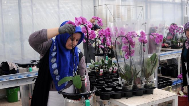 Yaklak 40 bin metrekarelik tesislerinde retim yaptklarn vurgulayan Tutekin, orkidede lkenin sayl reticilerinden olduklarn anlatt.