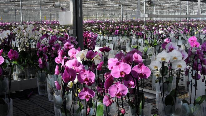 Firmann Ynetim Kurulu Bakan Turhan Tutekin, yapt aklamada, Sevgililer Gn`nn vazgeilmezi olan gle, yerli retim olan orkide ile alternatif oluturduklarn syledi.