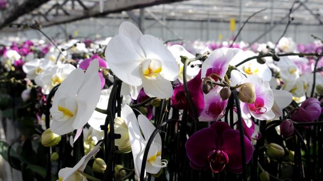 "Yllk retimimizin yarsna yaknn Sevgiler Gn ncesinde satyoruz"     Tutekin, 14 ubat Sevgililer Gn dolaysyla ilerinde hareketlilik yaandn belirterek, yle devam etti: "Son yllarda zellikle Sevgililer Gn`nde orkide ok popler oldu. Yllk retimimizin yarsna yaknn Sevgiler Gn ncesinde satyoruz. Eskisi kadar ok da pahal deil. 25 liraya bile orkide bulunabiliyor. Uygun fiyat bu iee olan ilgiyi artrd. Yetitirmesi zor bir iek. Bir orkidenin bu hale gelmesi yaklak 3 yl buluyor. Belki bu adan sevgiliye hediyede farkl bir anlam tayor. Her adan deerli bir iek."