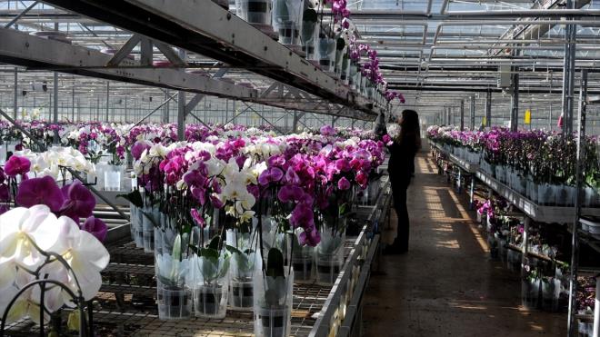 Ylda 1 milyon civarnda "Phalaenopsis" tr orkide retimi yaptklarn dile getiren Tutekin, nceden ithal edilen bu iein artk yerli imkanlarla retildiini, yllk 2,5 milyon adet retim hedeflediklerini vurgulad.