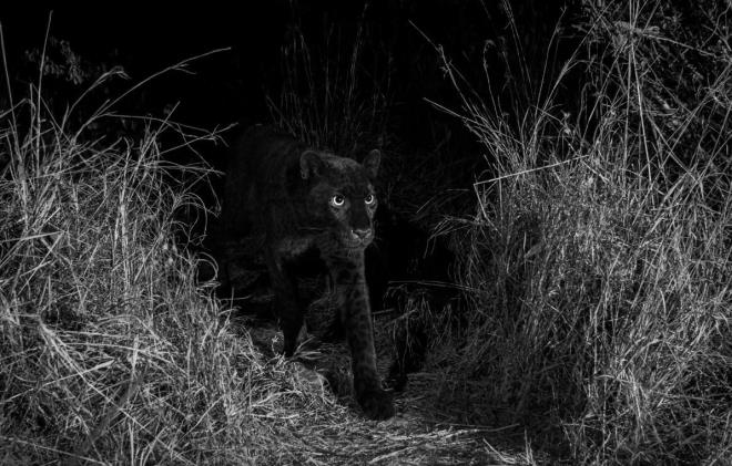 Fotoraf ekilen leoparn kendisinden daha byk ve normal renklere sahip bir erkek leoparla dolat akland.