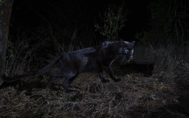 Vahi yaam fotorafs Will Burrard-Lucas tarafndan Kenya&#8217;da ekilen fotoraflar bilim dnyasn kartrd. ngiliz fotorafnn zel sistemlerle doal ortamnda ektii fotoraflarda ok nadir olarak grlen siyah leopar fotoraf kareleriyle lmszleti.