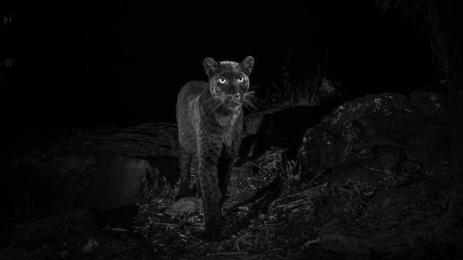 Doa bilimleri alannda neredeyse bir efsaneye dnen ve kimsenin net olarak grmedii "Siyah leopar" ilk defa grntlendi. 100 yldr ilk kez Kenya'da fotoraflanan siyah leoparn albinoluun tersi olan melanizmden dolay simsiyah olduu ilk kez aka grld.