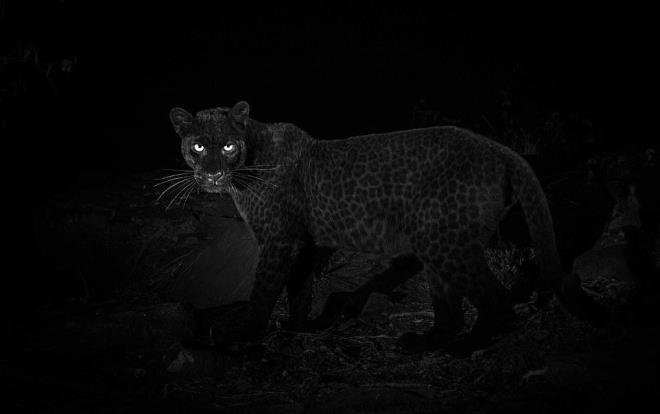 Ciltte beyazla sebep olan albinoluun tam tersi olan ve siyah renk arlkta bir bedene sahip olma sebebi olarak grlen melanizmden muzdarip olan canlnn fotoraflar uluslararas basnn gndemindeydi.