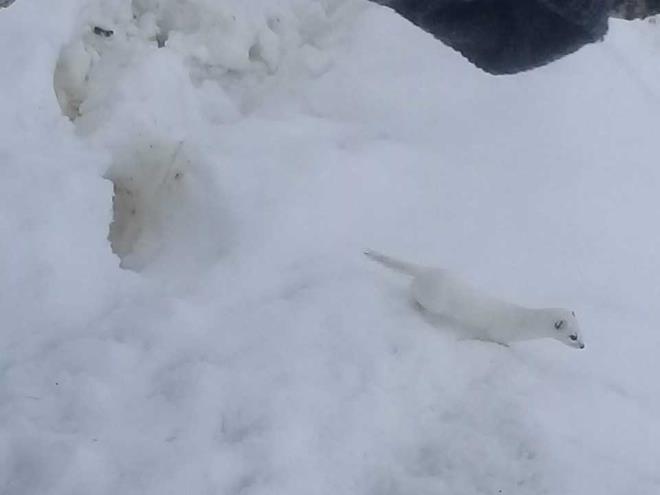 "Beyaz gelincik" nesli tkenme tehlikesi altnda olduu iin koruma altna alnan hayvanlar listesinde yer alyor.