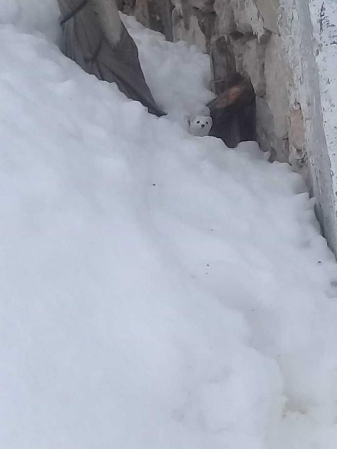 Bir sre ev ve ahrn etrafnda gezen beyaz gelincik daha sonra uzaklaarak kayboldu.