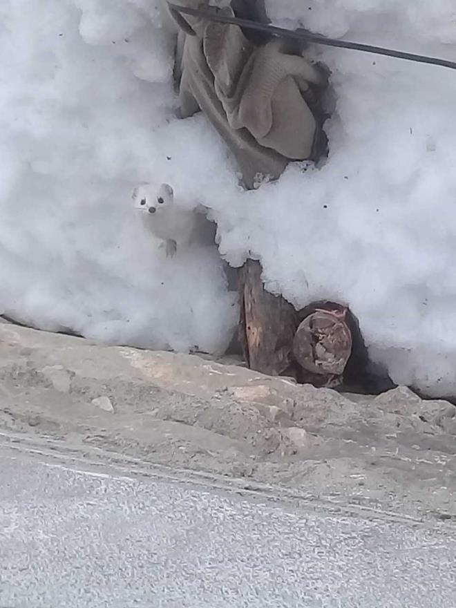 Ovack ilesine bal Koyungl Ky'nde yaayan Mutlu Akn, evin evresinde dolaan beyaz gelincii fark etti ve cep telefonu ile grntlemeyi baard.