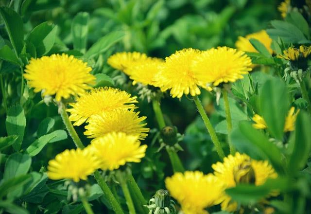 VCUT<br>    Vcudumuzda baz besinler ve evresel faktrlerden dolay oluan iltihaplanmalar sellit, atlaklk ve ikinliklere neden olur. Bu olumsuz durumu yaamamak iin yeil bitkilerden yararlanabilirsiniz. Roka semiz otu tere otu, marul ve kvrc kesiniz. Bir kaseye koyduunuz bu malzemelerin zerine toz karabiber, toz pul biber ve zeytin ya ekleyiniz. Gnde bir kese tketmenizde fayda var.