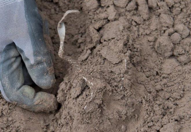 Hazinenin MS 958 ile MS 986 yllar arasnda hkm sren efsanevi Danimarka Kral Harald'a ait olduu dnlyor.