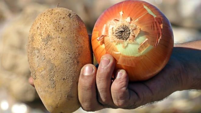 Gngr tketimin azalmasndaki nedenlerin ise retimdeki maliyet artlar, doal afetler ve retimdeki planszlk gibi faktrlerden kaynaklandn syledi.