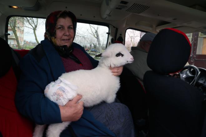 Tatl Elma Mahallesi'nde yaayan Erolu ailesinin koyunlarndan birinin drdz dourmas ve kuzulardan birinin yeterli beslenememesi zerine aile yavruyu evlerine ald.