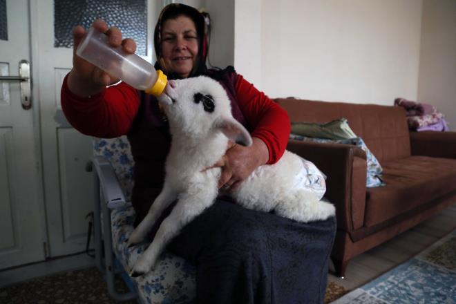  ocuk annesi Aye Erolu, kuzunun evin bir ferdi ve ailenin maskotu haline geldiini, onunla bir bebek gibi ilgilendiini syledi. Seyahate ktklarnda da kuzuyu yanlarnda gtrdklerini ifade eden Erolu, unlar dile getirdi: "ocuklar byd, yllardr evde bebek yoktu. Evimizin bebei gibi oldu. imdi tekrar bebek gibi kuzu bezliyorum.