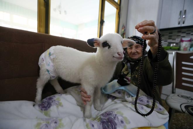 Samsun'un 19 Mays ilesinde iftilikle uraan Erolu ailesi, eve aldklar kuzuya bebekleri gibi bakyor.