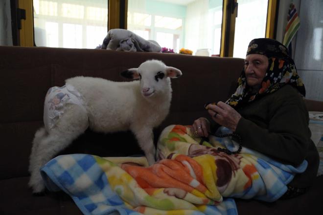 Bebek gibi ilgi bekliyor." Baheye ya da hayvanlarla ilgilenmeye gittiinde kuzuya 101 yandaki kaynvalidesi Emine Erolu'nun baktn belirten Aye Erolu, "Kaynvalidem evde ikisi kald iin kuzuya 'Bir sen, bir ben kaldk' diye taklarak kuzuya 'Birsen' adn verdi. zellikle kaynvalidem onunla ok ilgileniyor." diye konutu.