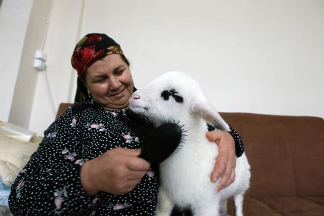 Kuzunun bakmn evde yapan 56 yandaki Aye Erolu, biberonla st verdii kuzuyu, etraf kirletmesin diye bebek beziyle bezliyor.