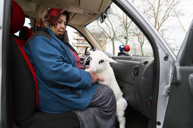 Erolu, bydnde "Birsen"i koyun ve kuzularn yanna brakacaklarn szlerine ekledi. 101 yandaki Emine Erolu da kuzuyu ok sevdiini evde birlikte vakit geirdiklerini, kuzunun kendisinin en yakn arkada olduunu ifade etti.