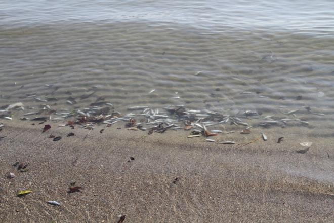 Yetkililer yaptklar ilk incelemelerde balk lmlerinin herhangi zehirlenmeden kaynakl olmadn belirtti.