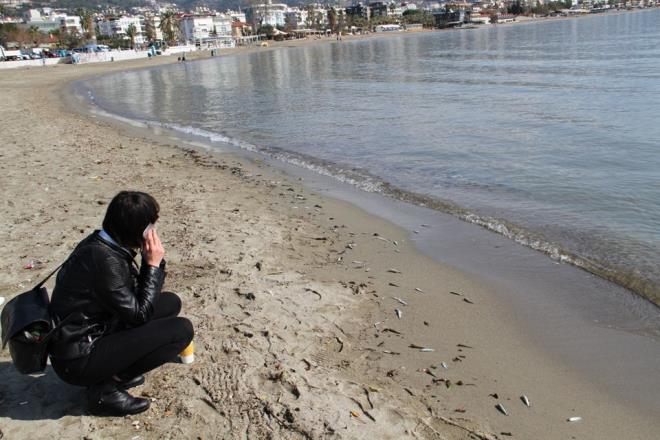 Aklarda av yapan balk teknelerin alarna taklarak ld tahmin edilen balklar Alanya Belediyesi Temizlik leri Mdrl ekipleri sahilden temizlemek iin alma balatt.