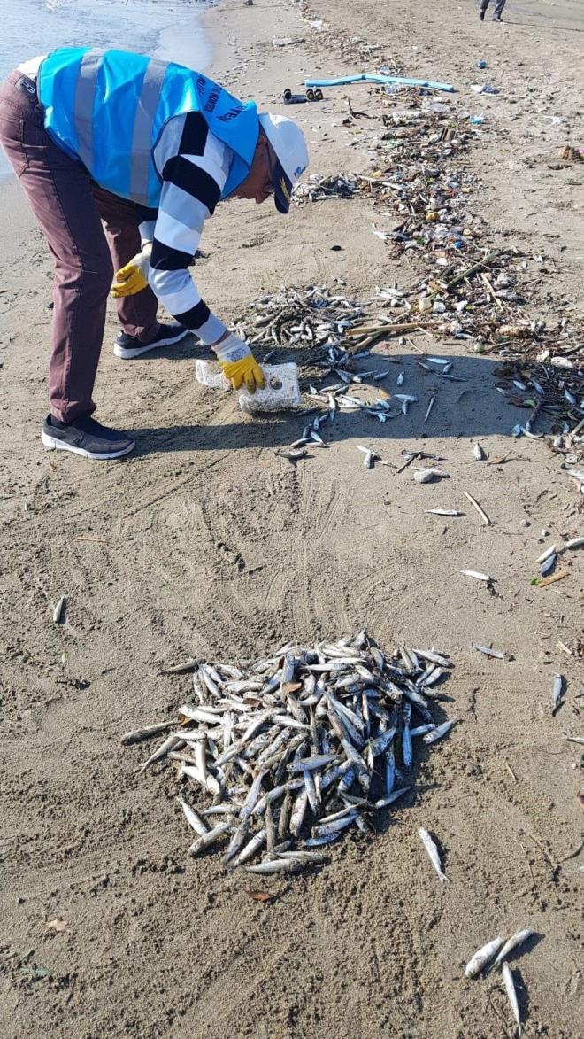 Sahildekiler, durumu Alanya le Tarm ve Orman Mdrlne bildirdi. hbar zerine sahile gelen yetkililer balklardan numuneler alarak incelemesi iin laboratuvara gnderdi.