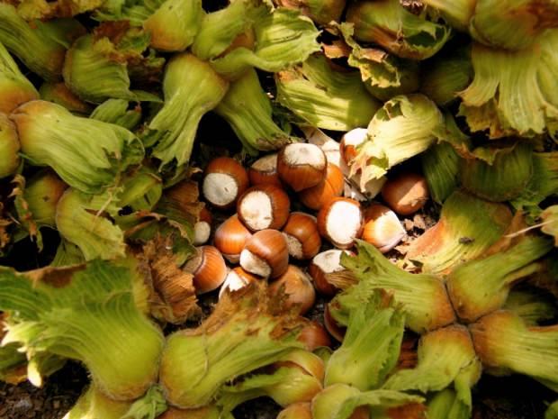 Yksek ya isteyen fndn doada birok eidi vardr. eriinde doymama ya asitleri, fito kimyasallar, lif ve E vitaminlerinin yan sra kalsiyum, potasyum ve magnezyum gibi minerallerde iermektedir. lem grmemi i fndkta ayn zamanda protein, antioksidan, karbonhidrat, B riboflavin, tiamin, niasin, piridoksin, pantotenik ve inko da bulunur. Kalp krizinden kandaki ekeri dengelemeye kadar birok faydas olan i fndk gnde bir avu tketildiinde vcudun ihtiyac olan enerjinin yzde 100'n salar. Bunun yan sra i fndk cilt ve sindirim iinde olduka faydaldr. lkemizde fndk retimini yapan bata Giresun olmak zere Ordu, Trabzon, Rize ve Artvin gibi ehirler gelir.