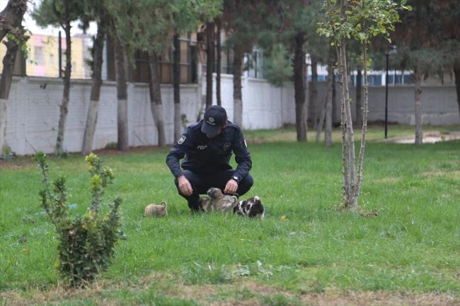 Kpeklerin gnlk ihtiyalarn karlamada, belediye alanlar da destek veriyor.    Polis memuru Tun, yavrularn annelerinin talihsiz ekilde ldn belirterek, o gnden sonra yavrular beslemeye karar verdiini, elinden geldiince de bu destei srdreceini syledi.