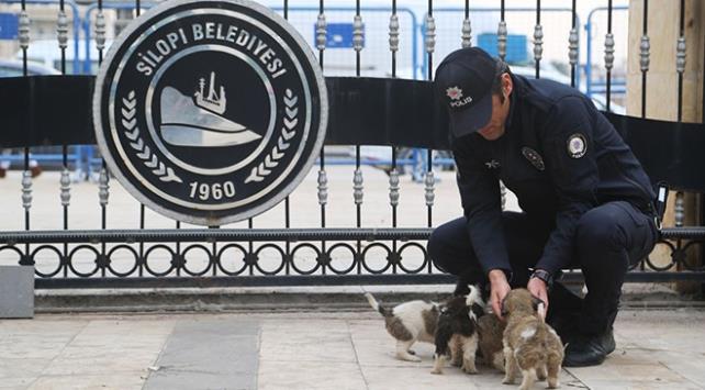 Yaklak 1 ay nce doum yapan ve doumun ardndan len kpein geride kalan 5 yavrusu iin polis memuru Cevdet Tun'un talebi zerine Silopi Belediyesinin bahesinde barnak yapld.