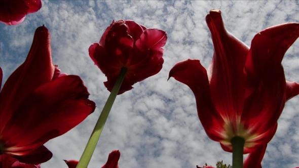 svire'de yllk devlet niversitesi creti 1.000 &#8211; 10 bin dolar, zel niversitede bu rakam 15 bin &#8211; 35 bin dolar olarak belirleniyor.