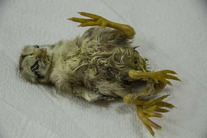 Bu olay literatrlerde 'polimelia' olarak adlandrlr ve binde bir, belki on binde bir gzlenir.Hayvanclkta ekonomik gelir n planda olduu iin bu anomaliler genellikle kaderine terk edilmekte, hastaneye intikal ettirilmemektedir. Bu nedenle hastaln ortaya kma oran tam hesaplanamamaktadr."