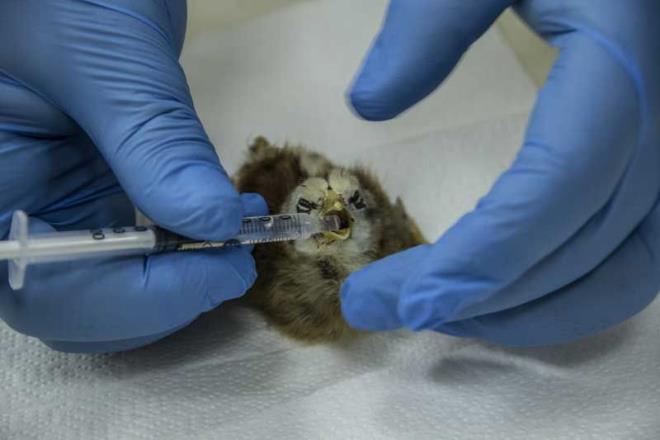 Yaplacak operasyonla civcivin fazla ayaklarnn alnacan bildiren ler, yle devam etti:"Yaptmz incelemede, hayvann yrmekte zorlandn, ayaklar stne duramadn, arka tarafta fazlalk olan ayaklarn arlk yapmasndan dolay dengesini salayamadn grdk.