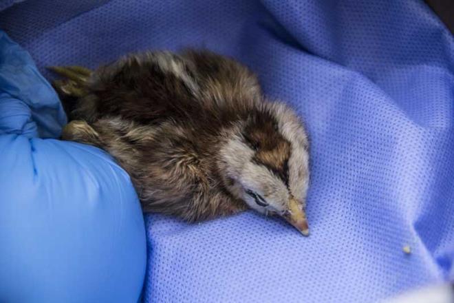Hatay'n Hassa ilesinde bir kmeste drt ayakl civciv dnyaya geldi. Yukar Akbez Mahallesi'nde Selahattin Kahi'ye ait kmeste dnyaya gelen drt ayakl civciv, Hatay Mustafa Kemal niversitesi (MK) Veteriner Fakltesinde tedavi altna alnd. MK Veteriner Fakltesi Dekan Yardmcs Dr. retim yesi Cafer Tayer ler, AA muhabirine, civcivin genel bakmlarn yaparak hayatta kalmasn salamaya altklarn belirtti.