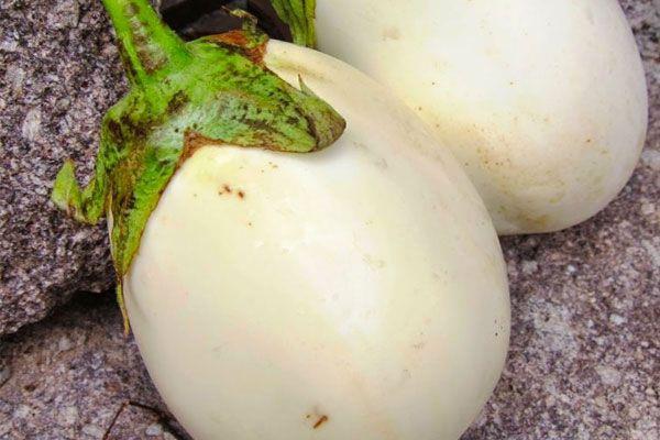 Beyin salna iyi gelen yumurta iei, inir hcrelerinin deformasyona uramasn nleyerek stres ve depresyonun yan sra beyinde olua bilen nrolojik hastalklarn yaanmasn da nler.