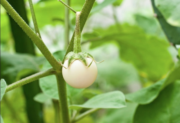 Yumurta iei, ierdii diyet lif sayesinde sindirim problemlerine iyi gelir. Bunun yan sra kandaki inslin direncini dengede tutarak ekerin ykselmesini engeller. Bu bakmdan yumurta iei eker hastalarnn rahatlkla tketmesi gereken besindir. Glikoz emiliminin kontroln salar.